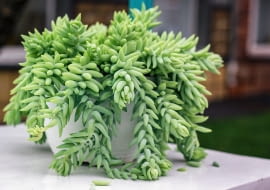 Rozchodnik Morgana 'Buritto'