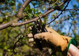 Marzec w ogrodzie - cięcie