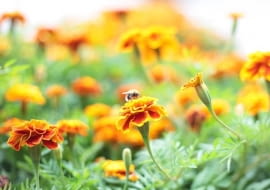 Niezawodne aksamitki przyciągają pszczoły.