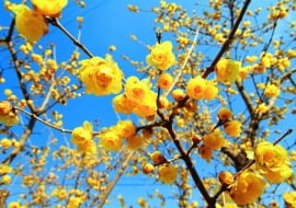 Odmiana 'luteus' wyróżnia się intensywnie żółtymi płatkami.