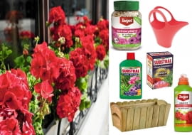 Najbardziej popularne rośliny na balkon, pelargonie