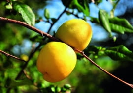 Nie należy mylić pigwy z pigwowcem - to nie jest to samo.