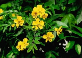 KASJA BALDACHOGRONIASTA CASSIA SENNA CORYMBOSA STRACZYNIEC ROSLINA DONICZKOWA TARASOWA BALKONOWA FOT. PAWEL SLOMCZYNSKI / AGENCJA GAZETA SLAJD MALY PUBLIKACJA KWIETNIK NR 8 (104) - 8.2003 SLOWA KLUCZOWE: ROSLINY KWIATY ZDJĘCIE DO WKŁADKI: PUBLIKACJA KWIETNIK NR 8 (104) - CZASOPISMA