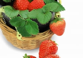 <B>BALKONY. Uprawianie ziół na balkonie nie jest już dla nikogo nowością. Nie każdy jednak wie, że można też wyhodować tam np. truskawki, poziomki czy pomidory.</B> <BR />Truskawki i poziomki. Nie wymagają wiele troski. Są wieloletnie, dlatego prawidłowo uprawiane nie tylko przeżyją zimę, ale będą owocowały także w kolejnych sezonach. Rozsadę kupujemy w sklepie ogrodniczym i sadzimy w maju do skrzynek. Dekoracyjnie wyglądają odmiany zwisające, które można sadzić w wiszących koszach i doniczkach. Co najważniejsze - truskawki i poziomki uprawiane w pojemnikach na ogół owocują aż do jesieni!