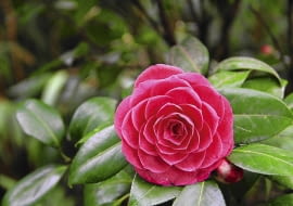 Kamelię nawozimy w dwóch terminach: od kwietnia do maja i od sierpnia do połowy października odżywką do gatunków kwasolubnych.