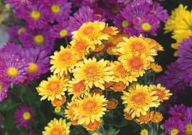 USTAWIENIE CHRYZANTEM w dużym zagęszczeniu sprzyja zakażeniom askochytozą i szarą pleśnią.