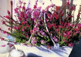 Wrzośce zaraz po kwitnieniu powinny być przycinane, aby w następnym roku całe pędy były obsypane kwiatami (w przeciwieństwie do okazów na tym zdjęciu).