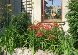 Ela i Andrzej Orłowowie mieszkają we wsi Psurze pod Kutnem. Mają tu plantację aronii i opiekują się własnym ogrodem, 'który nie zna chemii'