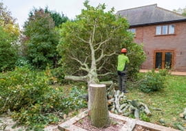 Wycinka drzew na działce - zmiany w przepisach