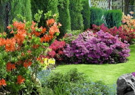 14.05.2003 TYNIEC MALY NIEDALEKO WROCLAWIA WOJEWODZTWO DOLNOSLASKIE OGROD PRYWATNY WLASNOSC PANI URSZULA DAWID KRZEWY LISCIASTE AZALIA RHODODENDRON KWIATY TRAWNIK FOT PAWEL SLOMCZYNSKI / AGENCJA GAZETA PUBLIKACJA PO UZYSKANIU AKCEPTACJI REDAKCJI KWIETNIKA SLOWA KLUCZOWE: