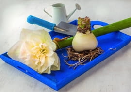 Cebulę hippeastrum możemy podzielić tylko w okresie spoczynku, gdy roślina nie ma liści i nie kwitnie.