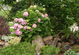 13.07.2003 SWIDNICA WOJEWODZTWO DOLNOSLASKIE OGROD PRYWATNY KOLEKCJONERA ROSLIN PANA ZDZISLAWA CHLEBICKIEGO ZDZISLAW CHLEBICKI KRZEWY LISCIASTE HYDRANGEA HORTENSJA KAMIEN