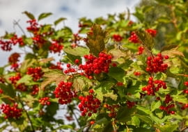 Kalina koralowa Viburnum opulus