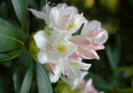 Różanecznik 'Album Novum'