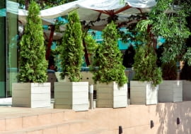 Iglaki w doniczkach - jak je pielęgnować?