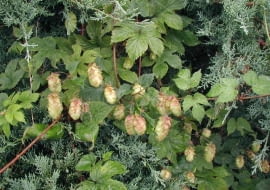 Chmiel zwyczajny (Humulus lupulus)