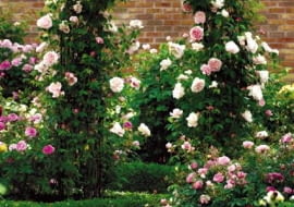 Odmiana 'St. Swithun Climbing' to róża pnąca. Osiąga około 2,5 m długości. Nadaje się do sadzenia przy bramkach i trejażach