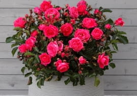 Róża ‘Moin Moin’®