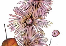 Chryzantemy ogrodowe są w pełni odporne na mróz, ale odmiany doniczkowe tworzące kuliste kępy wymagają okrycia, gdy zapowiadane są nocne przymrozki