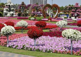 Miracle Garden w Dubaju został otwarty w Walentynki 2013 roku