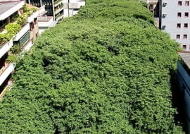 Porto Alegre - RS, 02/06/2006 A 22? Semana do Meio Ambiente de Porto Alegre tem abertura oficial nesta segunda-feira, 05, e, na solenidade, o Prefeito Jos? Foga?a e o secret?rio do Meio Ambiente, Beto Moesch, assinam um decreto que transforma a Rua Gon?alo de Carvalho em patrim?nio cultural, hist?rico e ecol?gico. Foto: Ricardo Stricher / PMPA Fotos de Divulga??o Assessoria de Comunica??o Prefeitura de Porto Alegre