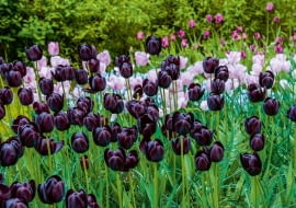 Tulipanowy duet: na pierwszym planie jedna z najciemniejszych odmian tych kwiatów, 'Queen of night'.