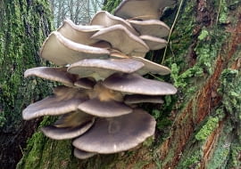 Boczniak ostrygowaty