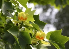 30.05.2007 LONDYN HOLLAND PARK