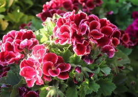 Pelargonia angielska