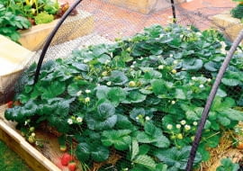 Siatka zapewnia dojrzewającym owocom ochronę przed ptakami.