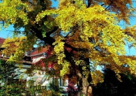 Miłorząb ma same zalety: jest odporny ma niskie temperatury, suszę, szkodniki i zasoleie gleby