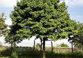 Przycinanie lub formowanie starych drzew wymaga pozwolenia z urzędu gminy