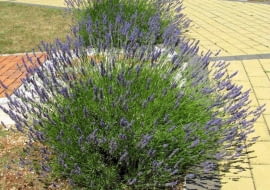 shutterstock/InavanHateren