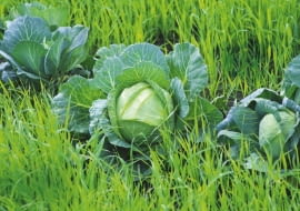 Kapusta rośnie na młodym zbożu, które po zbiorze warzyw zostanie przekopane z ziemią jako zielony nawóz.