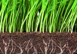 Warstwa próchnicy w glebie zatrzymuje zapas wody i składników mineralnych w postaci dostępnej dla korzeni.