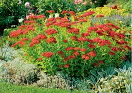 Sedum spectabile Brilliant, Orpin Brilliant, (Showy Stonecrop Brilliant, Ice Plant Brilliant), Crassulaceae, Vivace caduque, Mellifre, Origine horticole, Septembre