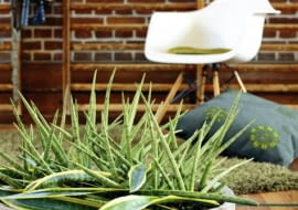 Propozycja 'bukietu' do nowoczesnych wnętrz - kilka sansewierii cylindrycznych przybranych liśćmi sansewierii gwinejskiej