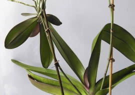 15.10.2005 WARSZAWA STORCZYK FALENOPSIS ROZMNAZANIE WEGETATYWNE KORZEN POWIETRZNY FOT. ZIEMOWIT WARDECKI / AGENCJA GAZETA PUBLIKACJA KWIETNIK NR 12 (132) - 12.2005 ZIEMOWIT WARDECKI PROSI FOTOEDYTOROW O KONTAKT TELEFONICZNY PRZED PUBLIKACJA JEGO ZDJEC NR TEL.: 505064522 UWAGA!! AUTOR WYCOFAL PROSBE O KONTAKT Z NIM PRZED PUBLIKACJA JEGO ZDJEC PUBLIKACJA OGRODY NR 2 (142) - 2 2011 PUBLIKACJA CZTERY KATY NR 2 (232) - 2 2011 SLOWA KLUCZOWE: ROSLINY OGRODNICTWO ZDJĘCIE DO WKŁADKI: PUBLIKACJA KWIETNIK NR 12 (132) - CZASOPISMA