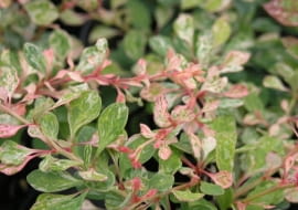 Berberis thunbergii 'Starburst'