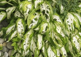 Funkia choroby liści