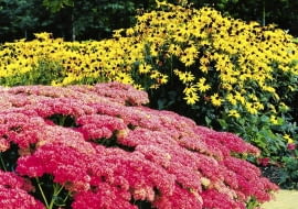 09.2001 ZOMERHOF HOLANDIA N/Z RABATA BYLINOWA RUDBEKIA BLYSKOTLIWA RUDBECKIA FULGIDA ODMIANA GOLDSTRUM BYLINA ROZCHODNIK OKAZALY SEDUM SPECTABILE ODMIANA AUTUMN JOY SUKULENT JESIEN FOT. PAWEL SLOMCZYNSKI / AGENCJA GAZETA SLAJD DUZY PUBLIKACJA KWIETNIK NR 11 (107) - 11.2003 SLOWA KLUCZOWE: ROSLINY ZDJĘCIE DO WKŁADKI: PUBLIKACJA KWIETNIK NR 11 (107) - CZASOPISMA