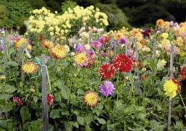 Wysokim daliom nie grozi już wyłamanie, bo otoczono je kołkami i obwiązano sznurkiem.