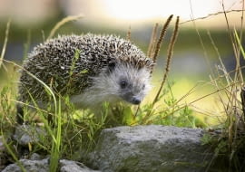 Jeż w ogrodzie