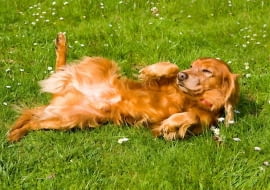 W każdym 'ogrodzie pod psem' powinien się znaleźć trawnik; pies będzie mógł się wybiegać i będzie spokojniejszy.