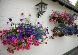Kwiaty balkonowe. Różowe i fioletowe surfinie, czerwona zwisająca werbena i niebieska lobelia