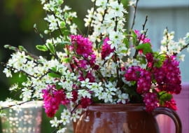 Bukiet z gałązek kwitnącej wiśni i porzeczki krwistej świetnie prezentuje się w prostym glinianym dzbanku.