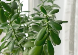 Drzewko  szczęścia