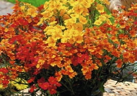 Nemezja z serii Sunsatia dobrze znosi chłód i kwitnie od przedwiośnia do początku zimy. Pędy (o dł. 40 cm) z czasem rozkładają się na boki