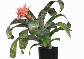 Echmea wstęgowata, epifit