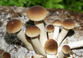 Polówka wiazkowa zaszczepiona na drewnie